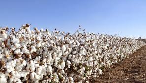 Cotton farm