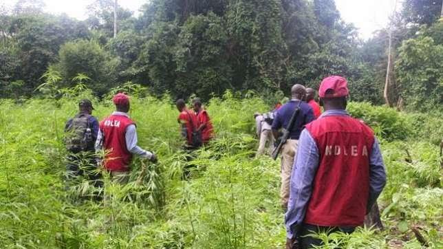 NDLEA Cannabis farm